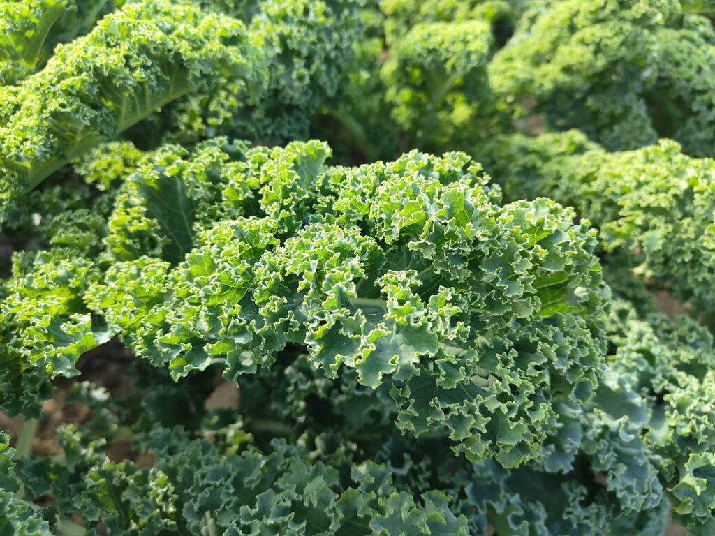 スーパーフードのケールを完全解説