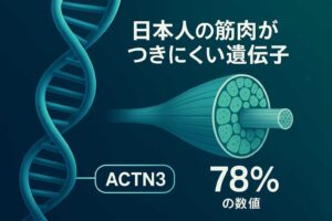 ACTN3-XX型完全攻略
