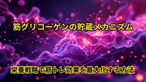 筋グリコーゲンの貯蔵メカニズム