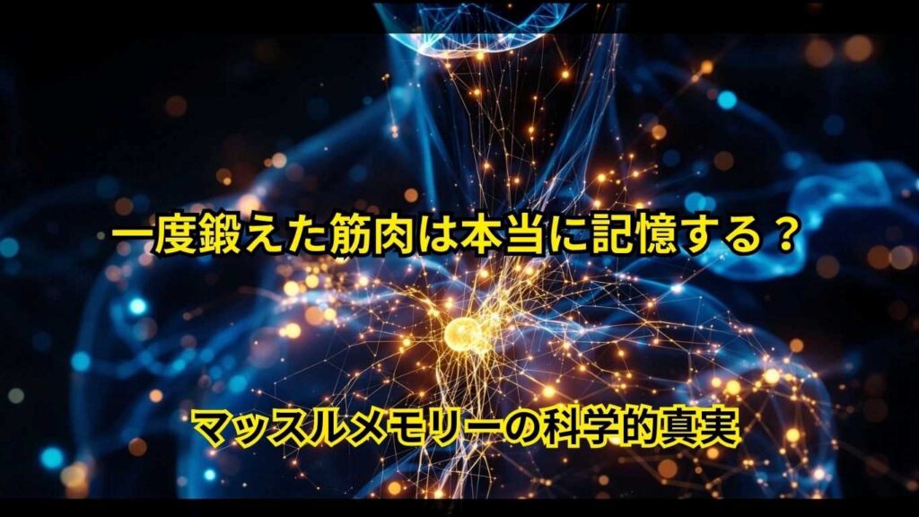 マッスルメモリーの科学的真実