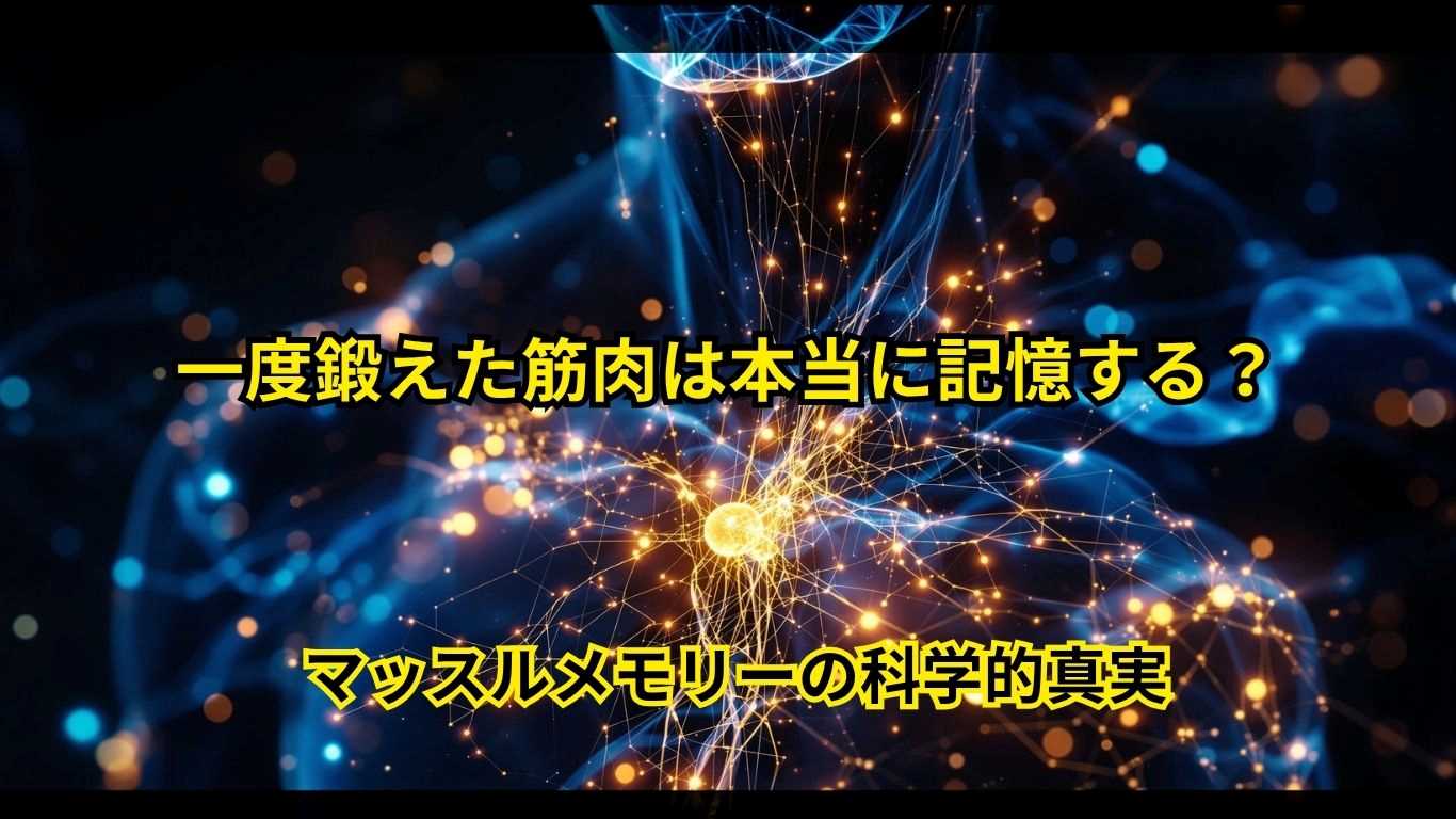 マッスルメモリーの科学的真実