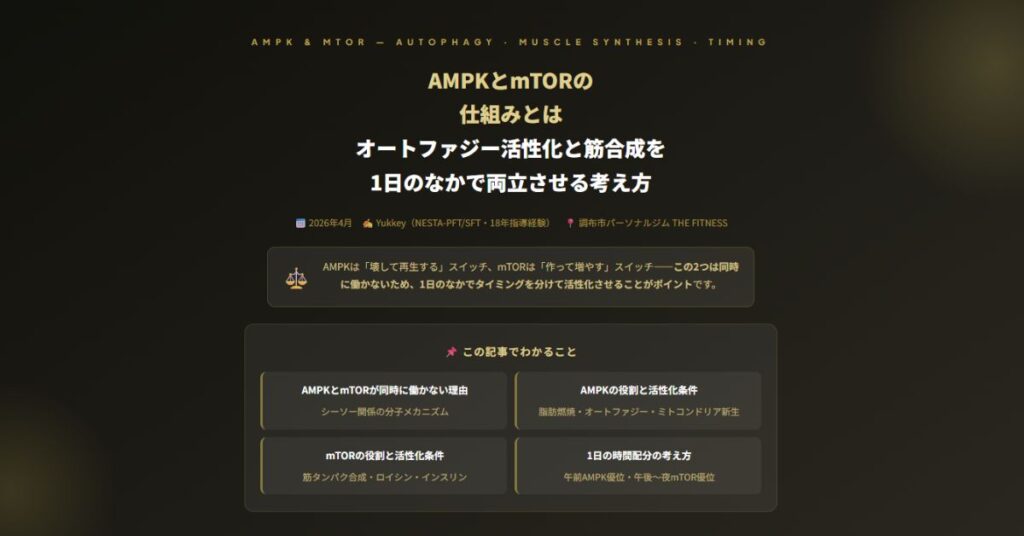 オートファジー活性化と筋合成