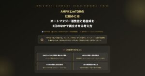 オートファジー活性化と筋合成