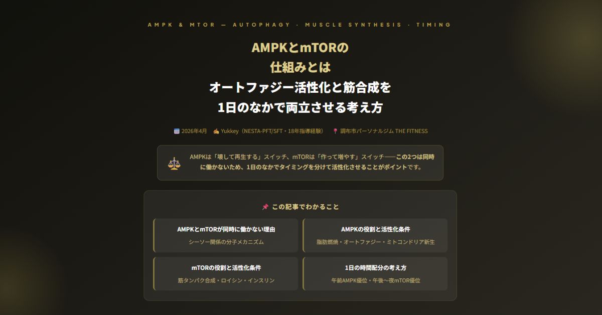 オートファジー活性化と筋合成