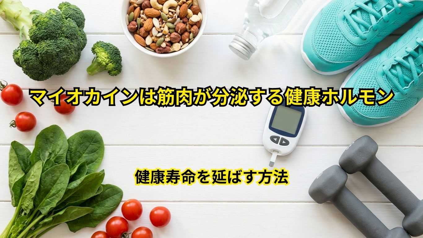 マイオカインは筋肉が分泌する健康ホルモン