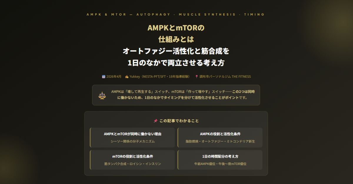 オートファジー活性化と筋合成